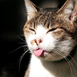 Meet your Posher, Lydia